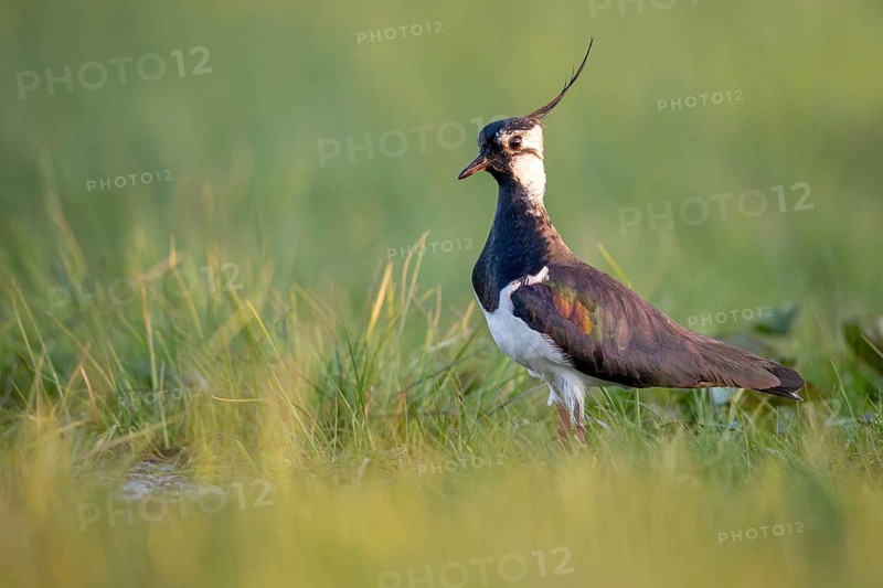 Northern Lapwing (Vanellus vanellus) in a wet meadow, Dümmer, Lembruch, Lower Saxony, Germany