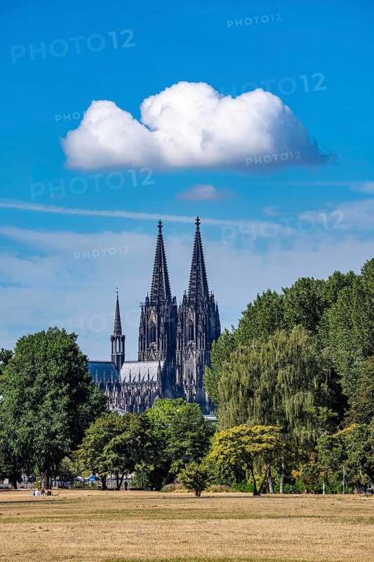 View from the Rhine Park on the right bank of the Rhine, Cologne-Deutz, Cologne Cathedral, summer, dried meadows, trees on the banks of the Rhine, North Rhine-Westphalia, Germany
