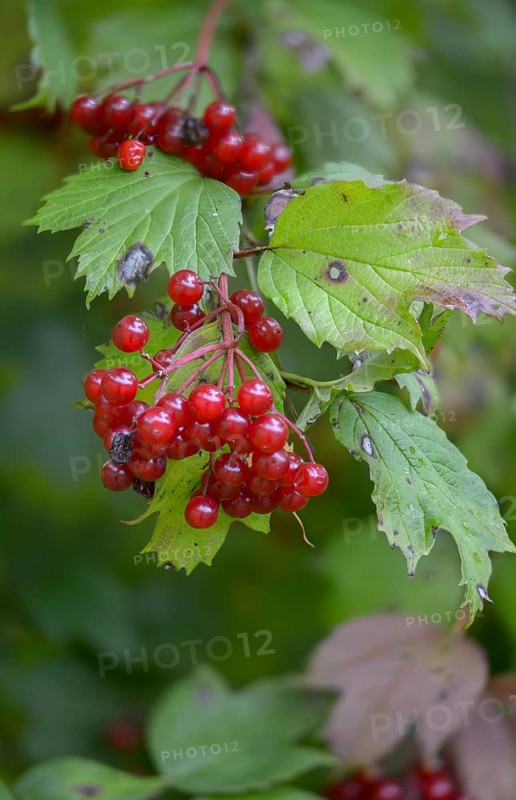 Viburnum opulus, high size, portrait format
