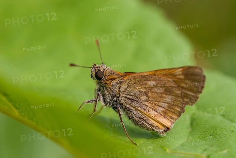 Ochlodes sylvanus, ochlodes venatus, rust-spotted thighead, butterfly, thighead, insects, butterfly, butterflies