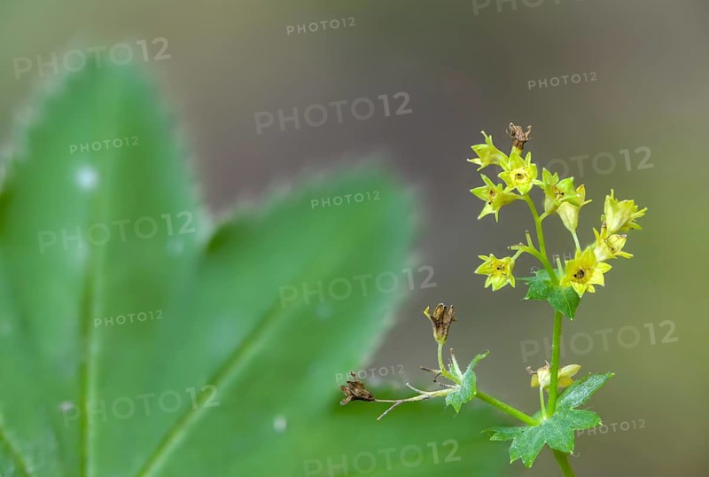 Alchemilla vulgaris, lady's mantle, common lady's mantle, lady's mantle, rosaceae, rose family, pointed lady's mantle, flora, plants, plants