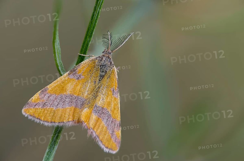 Ampfer-purpurpurspanner, Brandenburg, Germany, Lythria Cruentaria, Nabu, Nabu project, national natural heritage, Grünhaus natural paradise, purple barred yellow, purple tensioner, bird knotweed purple binding tensioner, post-mining landscape, green house, insects, moths, moths, butterflies