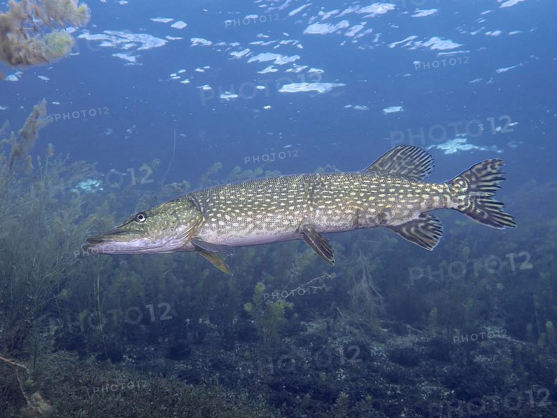 Close-up of a pike (Esox lucius) in blue water, surrounded by underwater plants, at the Parkhaus Post dive site, Überlingen, Lake Constance, Germany