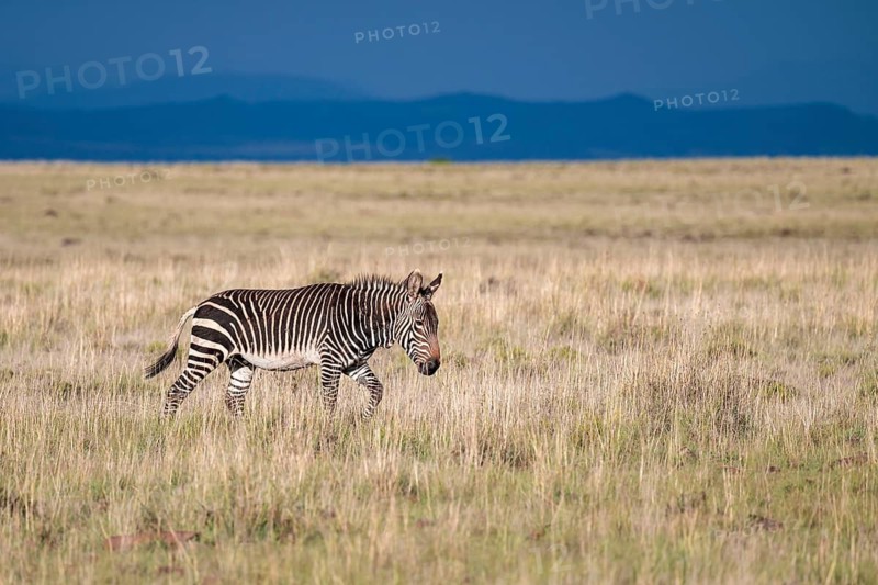 Cape Mountain Zebra (Equus zebra zebra), adult animal, Mountain Zebra National Park, Eastern Cape, South Africa