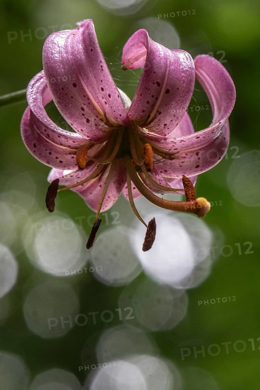 Martagon lily (Lilium martagon), Emsland, Lower Saxony, Germany