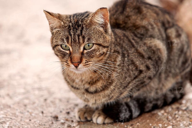 Tabby cat sitting attentively on light ground in the wild, Cyprus
