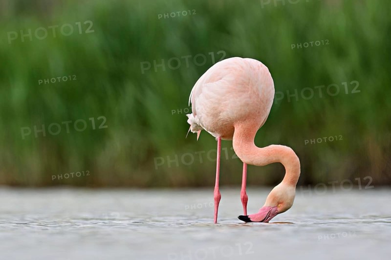 A greater flamingo (Phoenicopterus roseus), standing in the water whilst foraging, Camargue Regional Nature Park, southern France