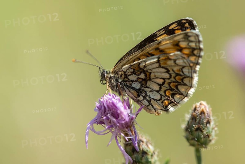 Common butterflies, heath fritillary, melitaea athalia, quail wheat moth, butterfly, insects, butterfly, butterflies, butterflies