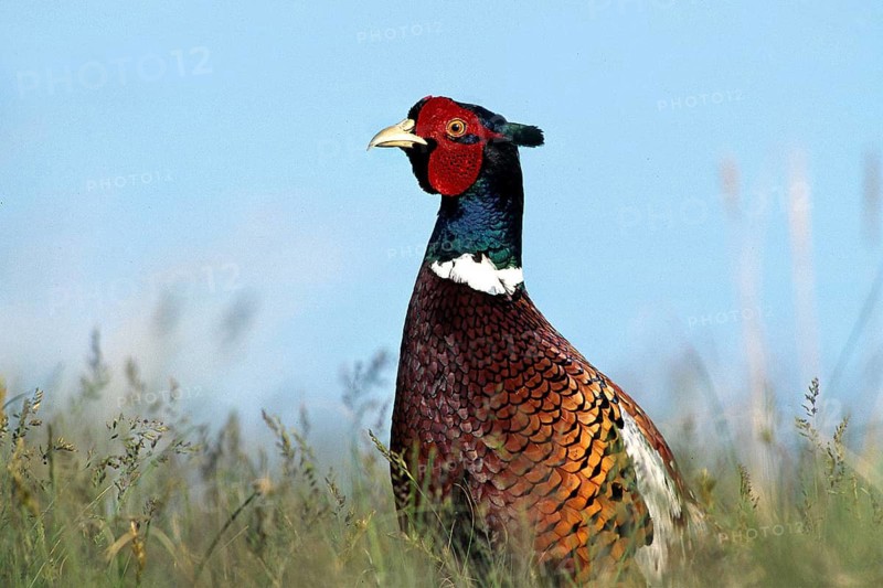 Hunting pheasant pheasant game Pheasant Phasianus colchicus, Germany