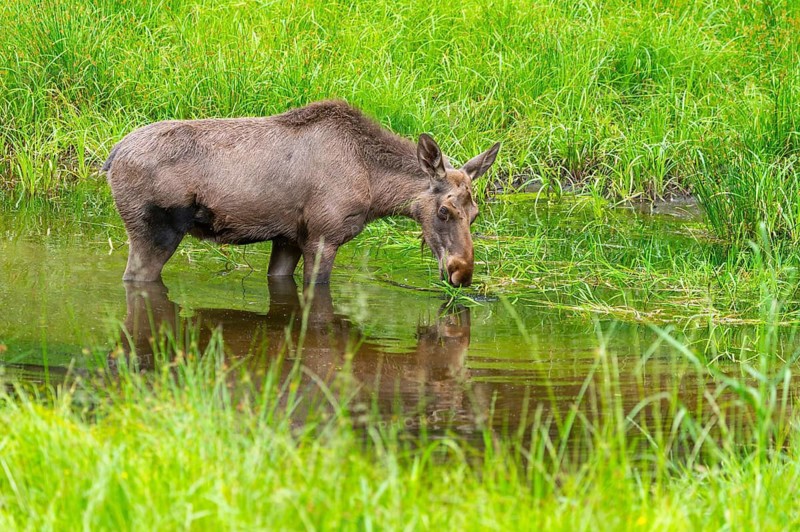 Eurasian elk (Alces alces) standing in a little swamp in early summer, Bavarian Forest, Bavaria, Germany