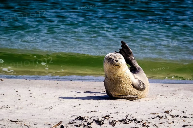 Seal on the beach of Heligoland, dune, Schleswig-Holstein, (Phoca vitulina), Heligoland, Schleswig-Holstein, Federal Republic of Germany