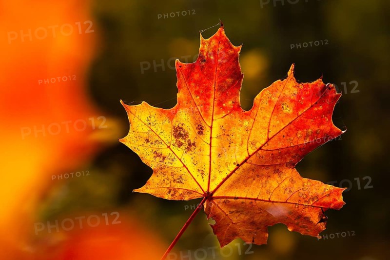 Acer platanoides, aceraceae, maple family, autumn colors, Norway maple, pointed maple, pointed maple, autumn, tree, trees, flora, autumn, autumn leaves, plants, plants, tree