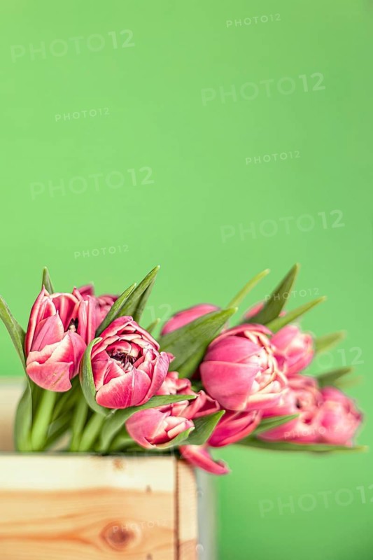 Spring vertical composition on green background of pink flowers mini tulips in wooden box with space for text. Happy Mother's Day greeting card, happy Valentine's Day, March 8, happy birthday