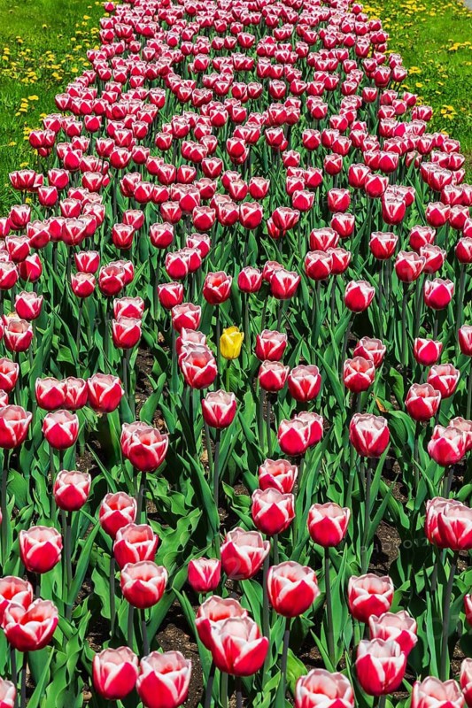 Yellow Tulipa - Tulip flower in bed of red and white 'Canadiana' - Triumph Tulips and yellow Taraxacum officinale - Dandelion flowers in spring, Reception Garden, Montreal Botanical Garden, Quebec, Canada