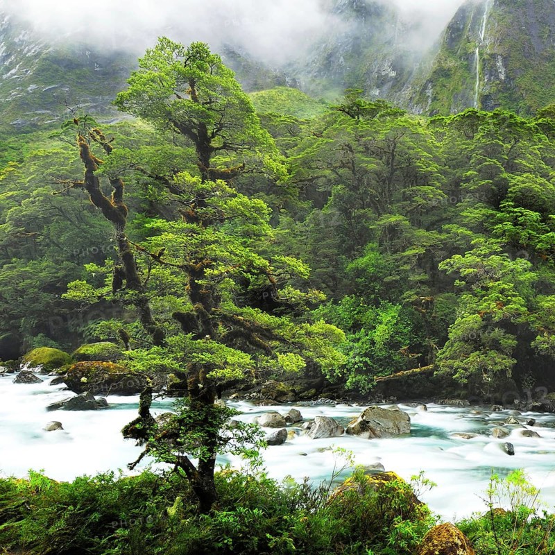 Hollyford River, Fjordland National Park, World Heritage Site South West New Zealand, West Coast, South Island of New Zealand