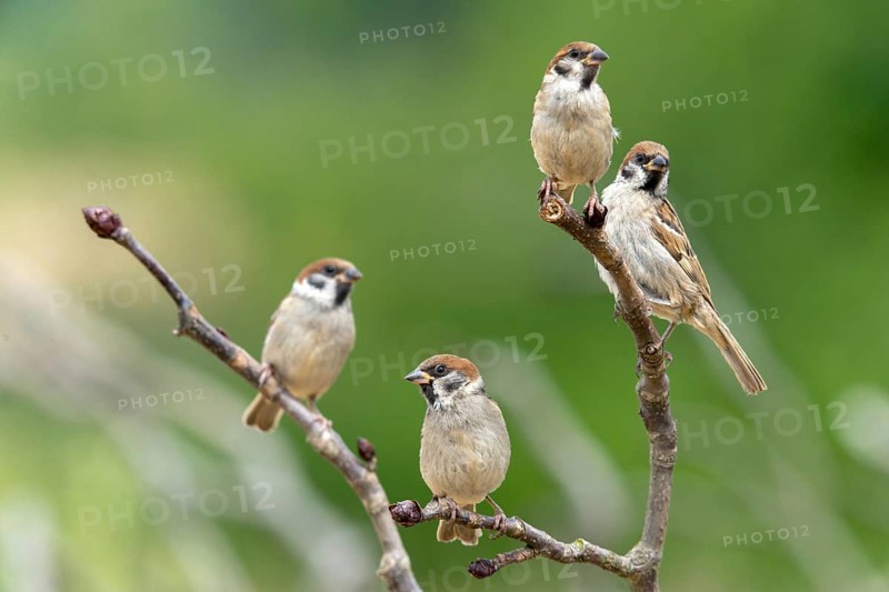 Tree Sparrow, Passer Montanus, Sparrow, Tree Sparrow, Birds, Passeri, Songbirds, Sparrow, Sparrow, Sparrow, Sparrow, Sparrow, Birds
