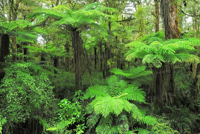 Fern, tree fern in rainforest, Oparara Basin, Kahurangi National Park, Nelson Region, South Island of New Zealand