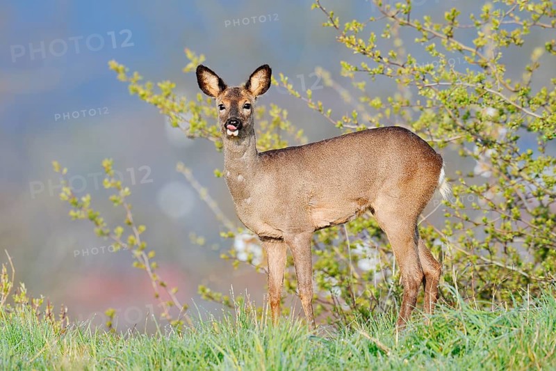 European roe deer (Capreolus capreolus), doe in spring, North Rhine-Westphalia, Germany