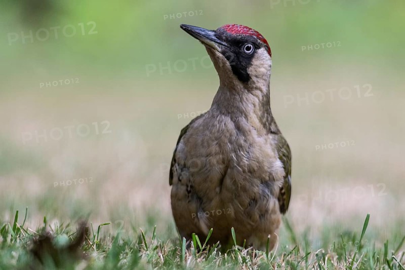 Green Woodpecker (Picus viridis), Emsland, Lower Saxony, Germany