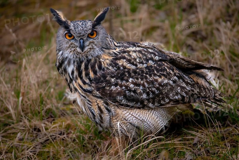 Bubo Bubo, Eagle Owl, Eagle Owl, Birds, Owls, Strigiformes, Birds