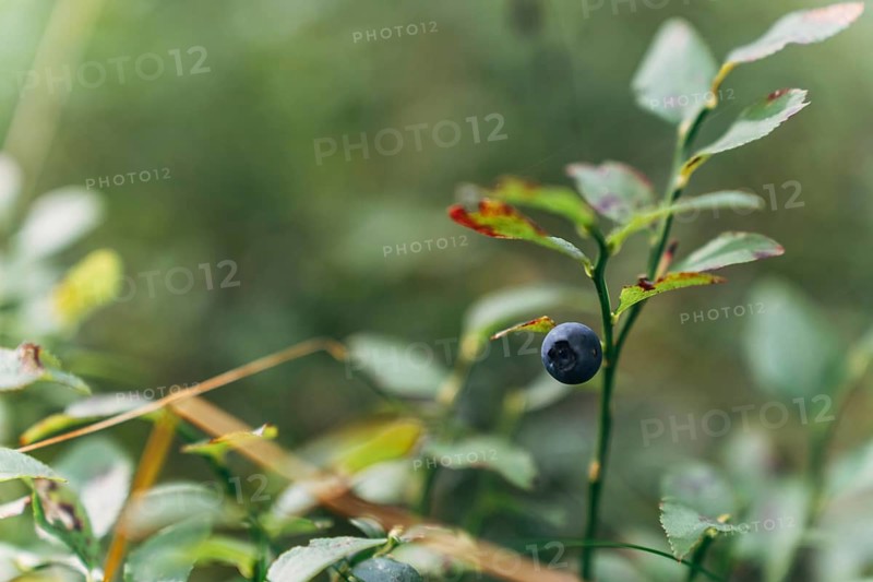 A close view of a wild blueberry (Vaccinium myrtillus) shows a single ripe dark blue berry on a thin stem surrounded by green leaves with subtle reddish edges. The soft blurred background highlights the delicate forest foliage and the natural simplicity of wild fruit growth. The scene emphasizes botanical detail, woodland habitat, and the quiet beauty of berries in their natural environment