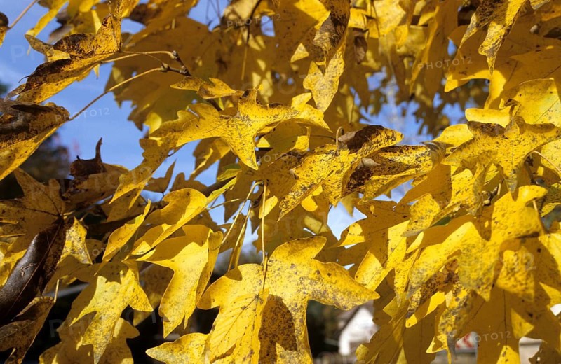 Geography, travel, Germany, Spessart, maple leaves in autumn, tree, leaves, autumn leaves, autumn. Geography, Travel, Maple Leaf, Autumn, Spessart, Germany, Spessart, Hesse, Germany