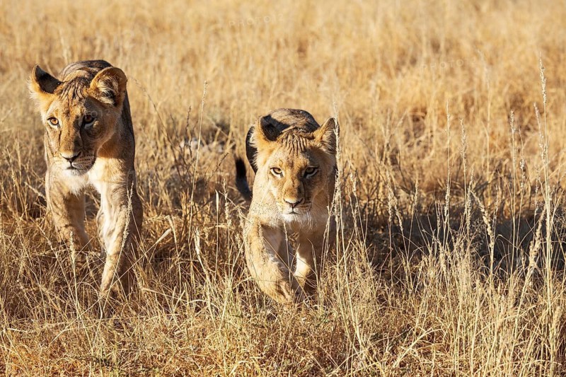 Lion (Panthera leo). Different aged cubs. Kalahari Desert, Kgalagadi Transfrontier Park, South Africa