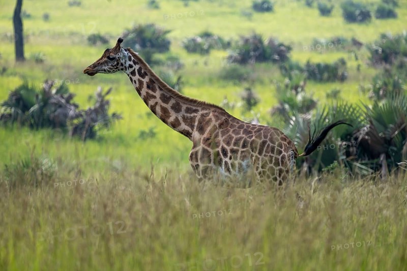 A Rothschild's giraffe (Giraffa camelopardalis rothschildi) runs through the grass, Murchison Falls National Park, Uganda