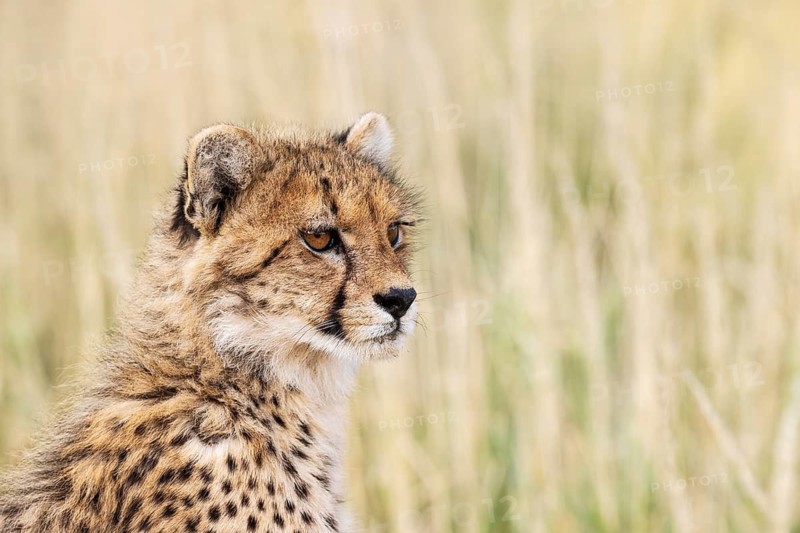Cheetah (Acinonyx jubatus). Cub. Kalahari Desert, Kgalagadi Transfrontier Park, South Africa