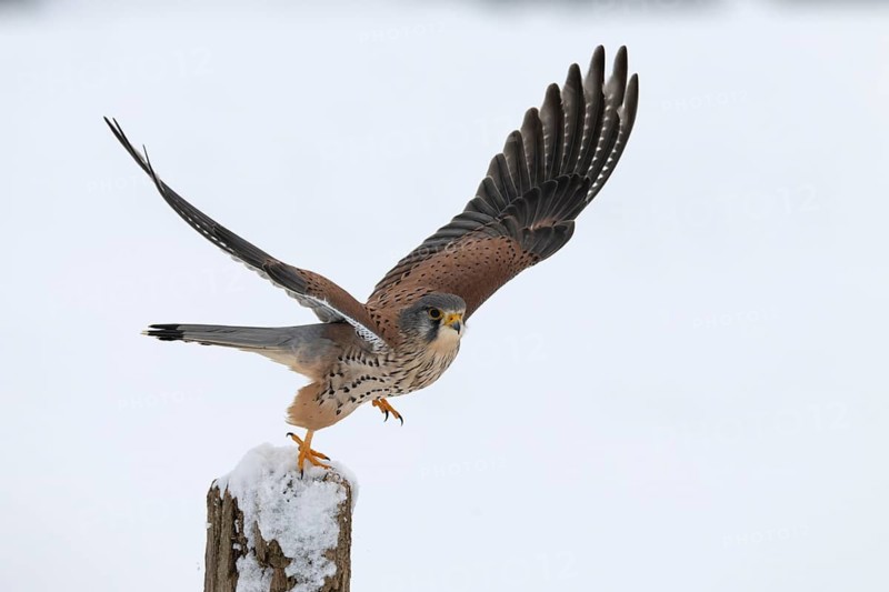 Kestrel (Falco tinnunculus) in the snow, Bitburg, Rhineland-Palatinate, Germany