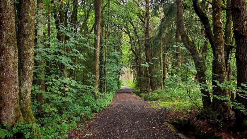 A quiet trail runs through dense forest, surrounded by tall trees and lush greenery, hiking in the Fichtelgebirge nature park Park, Upper Franconia