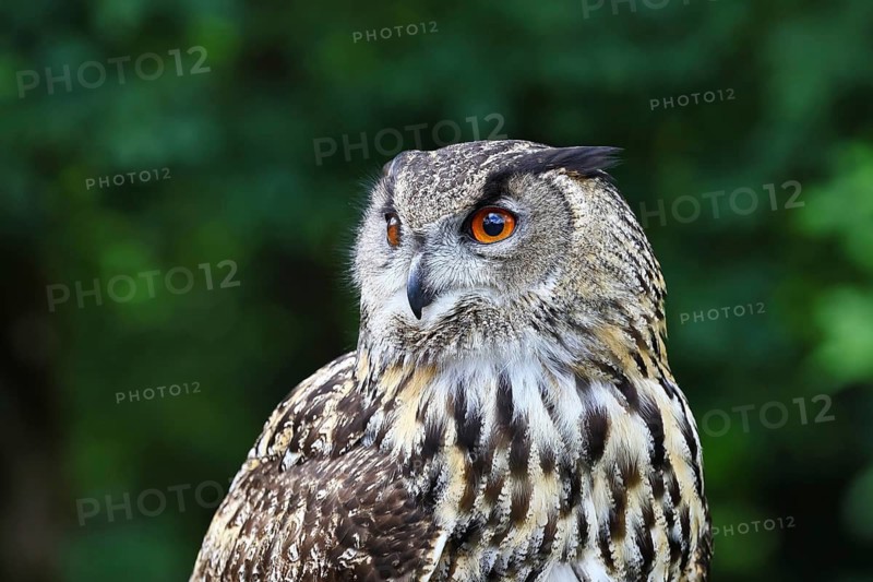 Eurasian eagle-owl (Bubo bubo), animal portrait, Rhineland-Palatinate, Germany