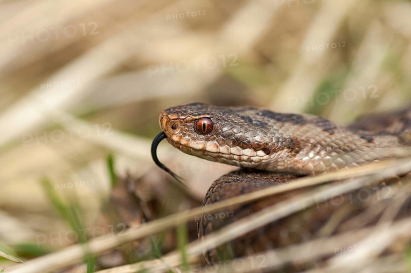 European adder, European viper, venomous snake, vipera berus, critters, poisonous reptilia, reptilia, snakes, snakes