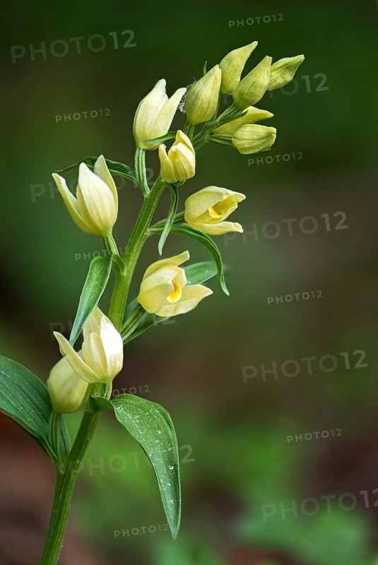 Pale woodbird, cephalanthera damasonium, orchidaceae, orchids, orchids, woodbirds, flora, high size, portrait format, plants