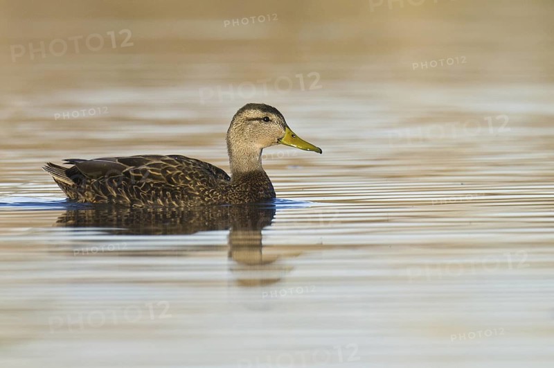 Mexican Duck (Anas diazi), Arizona, USA