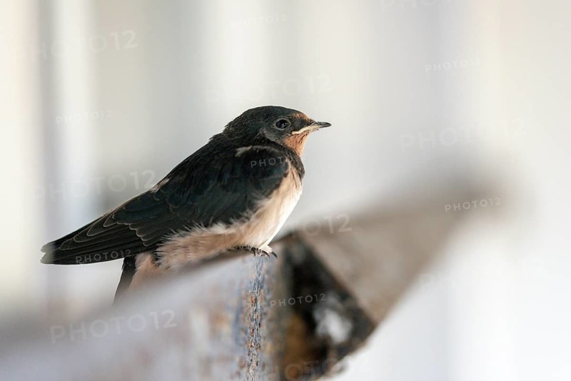 Hirundo rustica, barn swallow, birds, young bird, juvenile, passeri, swallows, songbirds, birds