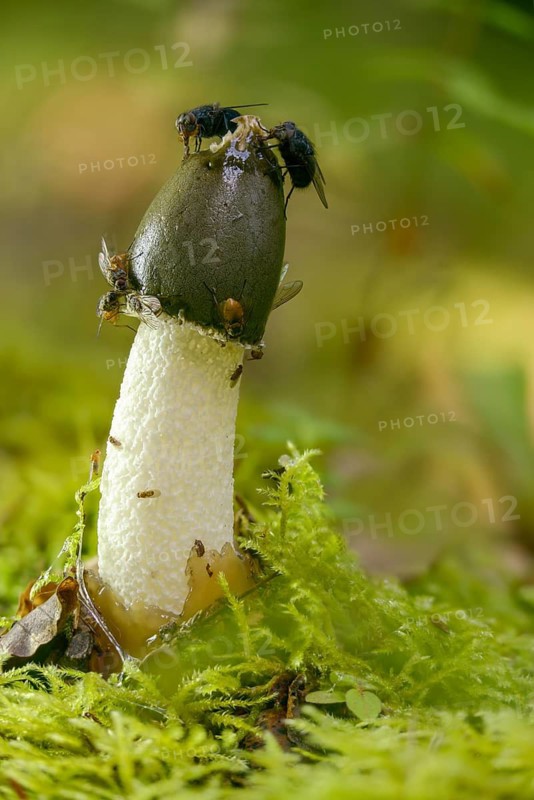 Carrion, acorn sponge, common stink morel, gout morel, corpse fingers, morel truffles, peacock bell, phallus impudicus, satyr, stink morel, devil egg, common stinkhorn, thick nipes, fungi, fungus, high size, portrait format, mushrooms
