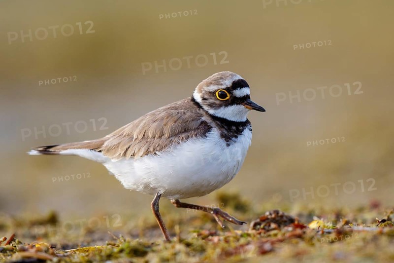 Little Ringed Plover (Charadrius dubius), North Rhine-Westphalia, Germany