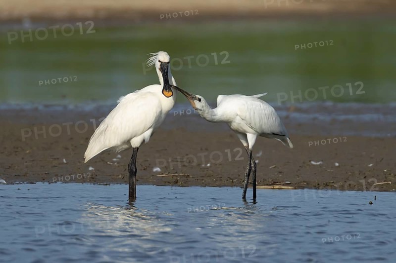 Eurasian spoonbill (Platalea leucorodia) adult bird with a juvenile bird begging for food in a shallow lagoon, England, United Kingdom