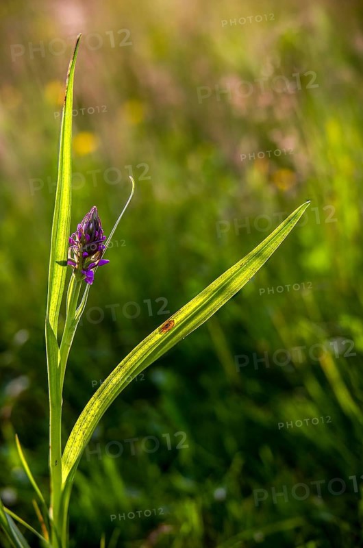 Dactylorhiza incarnata, flesh-colored orchid, orchidaceae, orchids, orchid family, stiff-leaf orchid, early march orchid, flora, high size, portrait, plants, plants