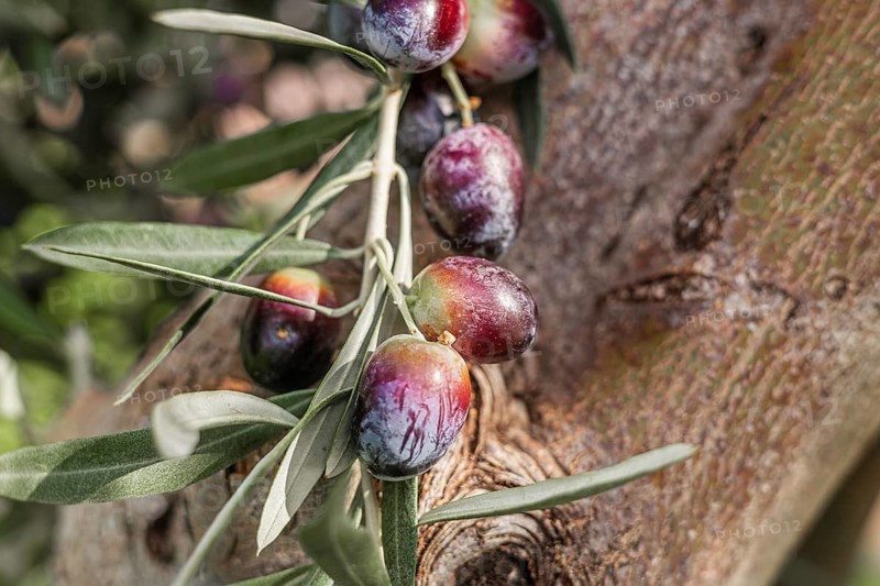 Ripe olives on a branch with green leaves. The olives are dark purple and green, showcasing their natural colors. The tree bark is textured and brown