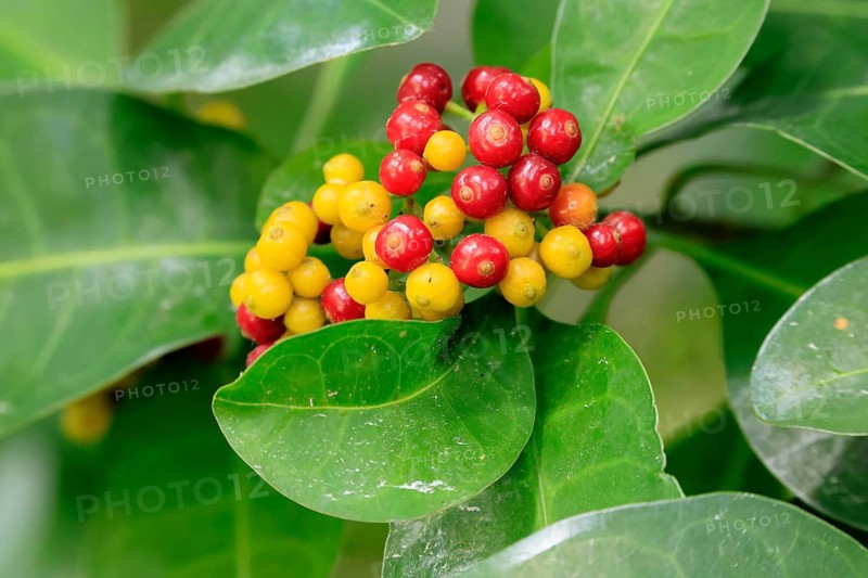 Psychotria capensis, Cape Rowan berry, fruits, ripe, unripe, shrub, Kirstenbosch Botanical Garden, Cape Town, South Africa
