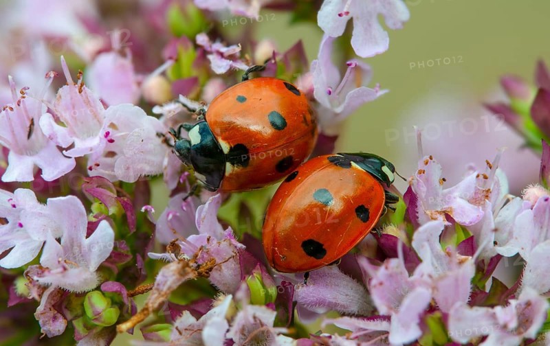Coccinella septempunctata, seven-spotted ladybird, beetle, coleoptera, insects, beetles, seven-spot ladybird, seven-spotted ladybug