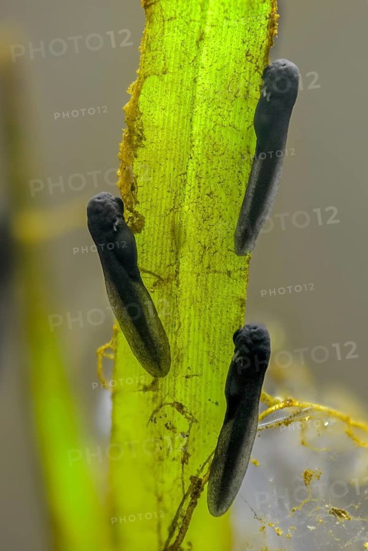 Bufo bufo, common toad, toad, amphibians, amphibians, one week old, high size, portrait, larva, larva, amphibians
