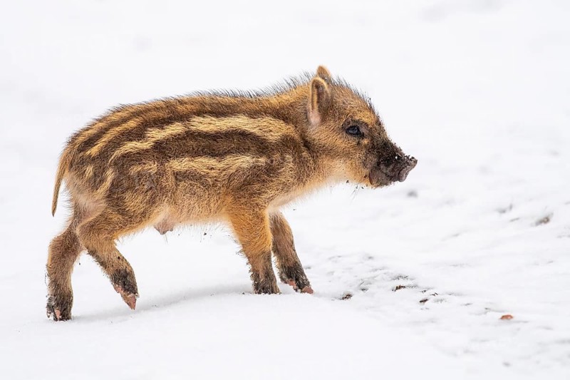 Wild boar (Sus scrofa) in the snow, fresh boar, Melle, Lower Saxony, Germany