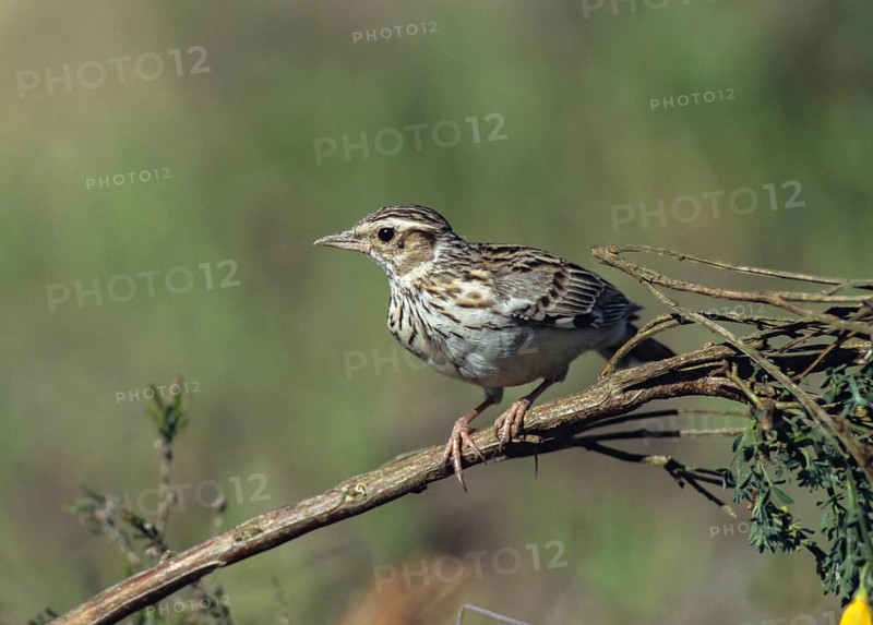 Woodlark, Lullula Arborea, Woodlark, Birds, Larks, Passeri, Songbirds, Birds