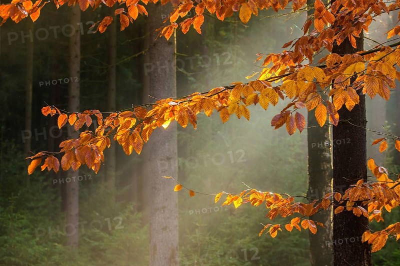 Germany, Greiz, Pöllwitzer Wald, Thuringia, autumn, tree, trees, autumn, tree, forest, wood