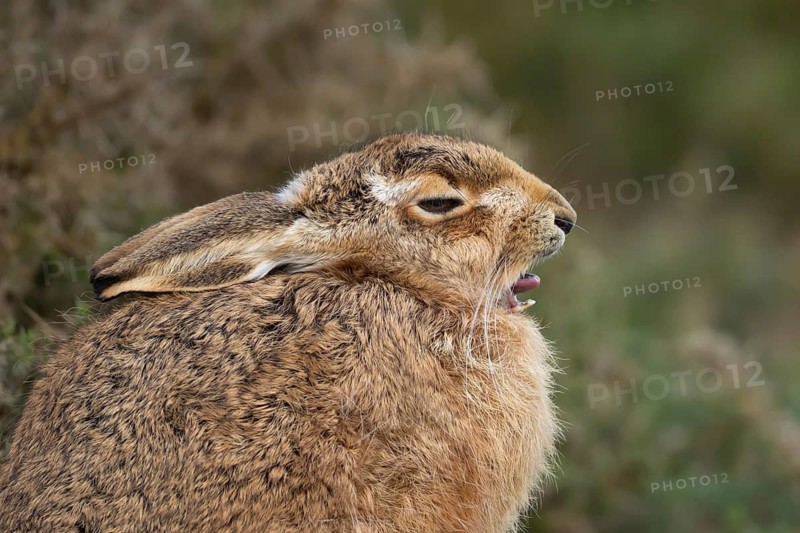 European brown hare (Lepus europaeus) adult sleepy animal yawning in grassland, England, United Kingdom