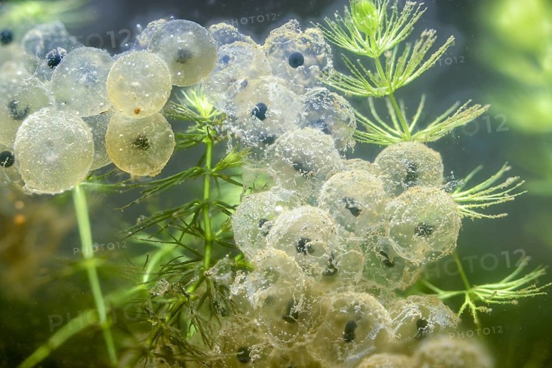 Common frog, common frog, rana temporaria, amphibians, amphibians, frog, frogs, spawn, spawning ball, amphibian, spawn, spawn