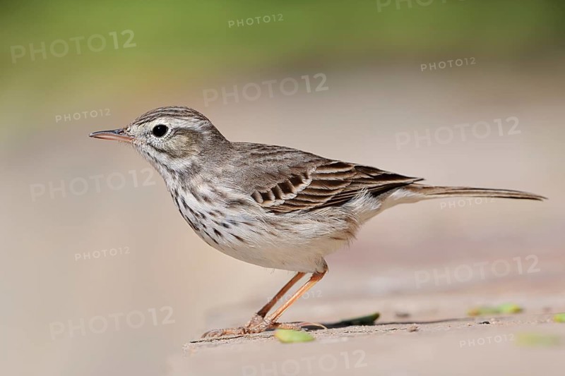 Canary Island Pipit (Anthus berthelotii), Fuerteventura, Canary Islands, Spain